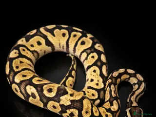 Python Snake reptiles £50 TODAY ONLY!!! Ball Pythons Available - - Advert 18