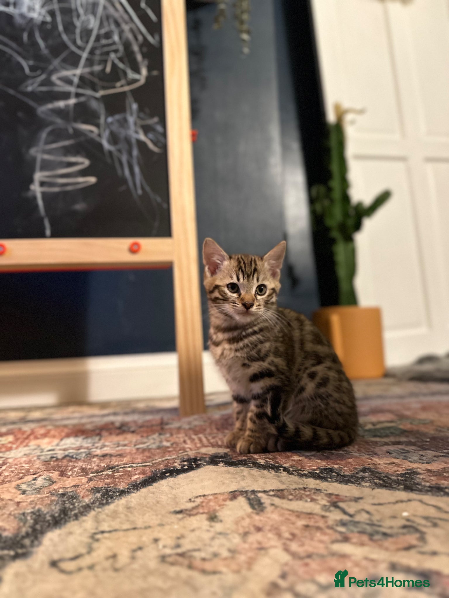 Bengal cats Gorgeous pedigree bengal male  - Advert 3