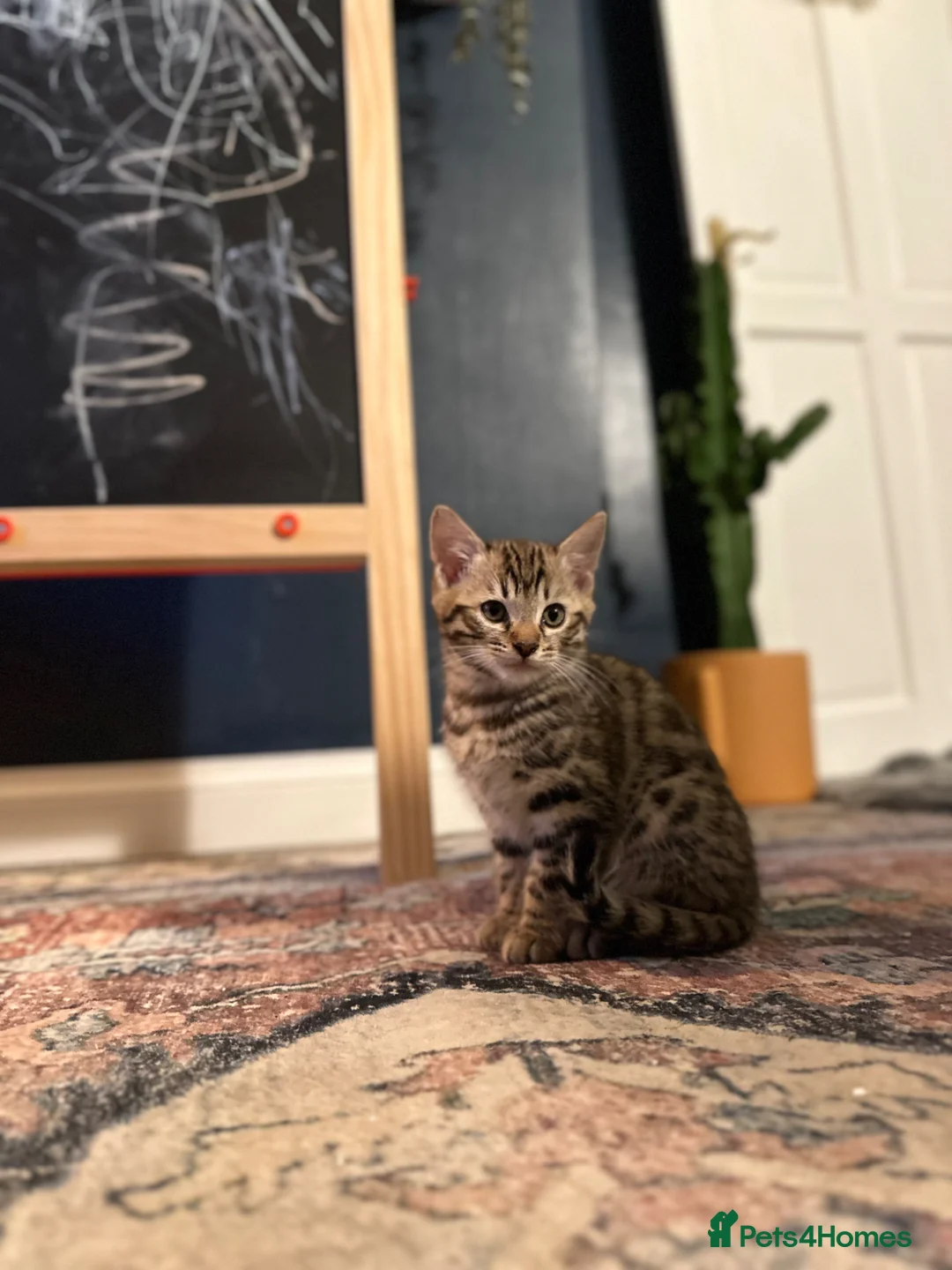 Bengal cats for sale: Gorgeous pedigree bengal male  - Advert 1