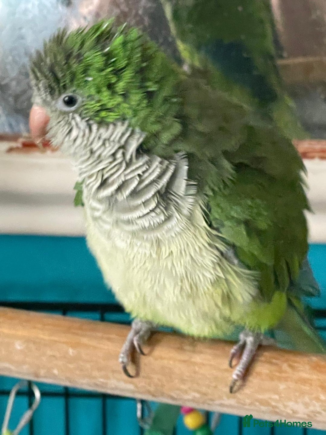 Parrots birds for sale: Male green Quaker parrot  - Image 1