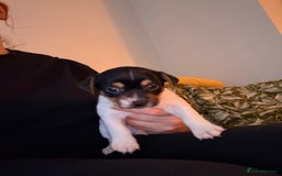 Jack Russell dogs for sale: Jack Russell Puppies - Advert 11