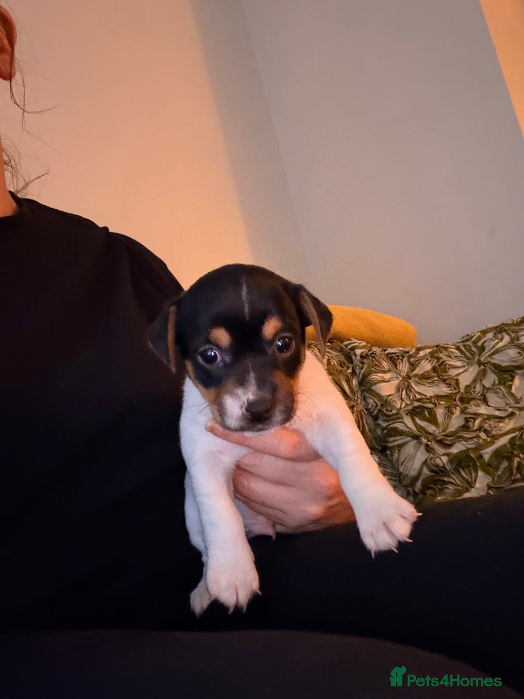 Jack Russell dogs for sale: Jack Russell Puppies - Advert 11