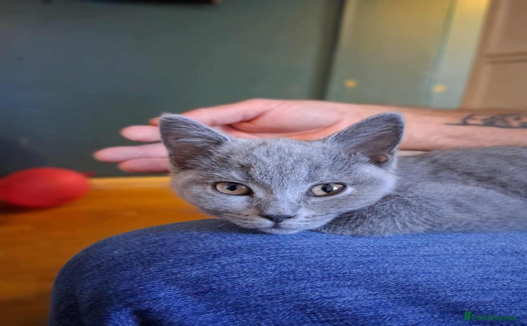British Shorthair cats - Advert 15