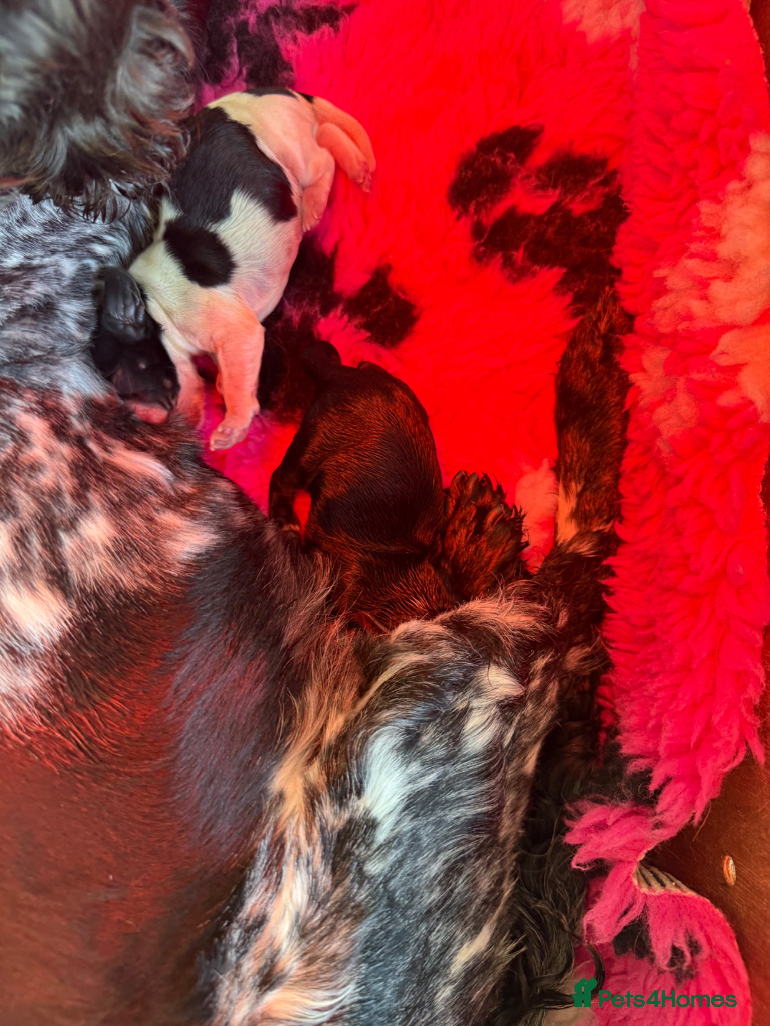 Cocker Spaniel dogs for sale: 5 Gorgeous Chunky Show Type Cocker Spaniels  - Advert 23