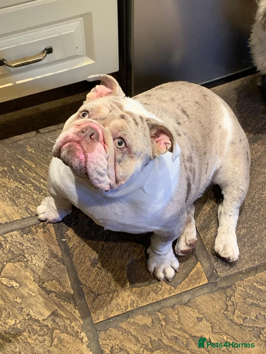 English Bulldog dogs for sale: British Bulldog Girl in Bolton - Advert 3