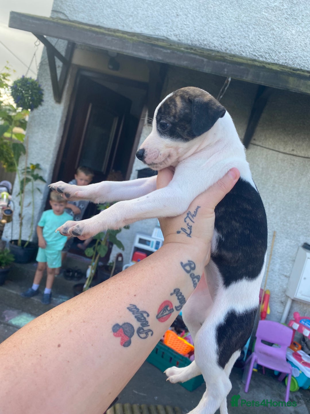 Lurcher dogs for sale: Eight gorgeous mix breed pups - Image 6