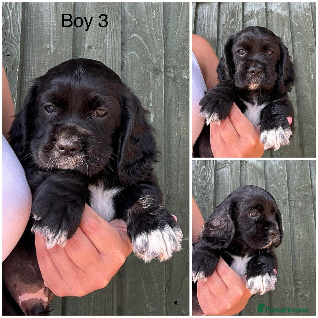 Cockalier dogs for sale: Cavalier x cocker spaniel puppies  - Image 2