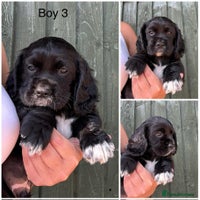 Cockalier dogs - Advert 16