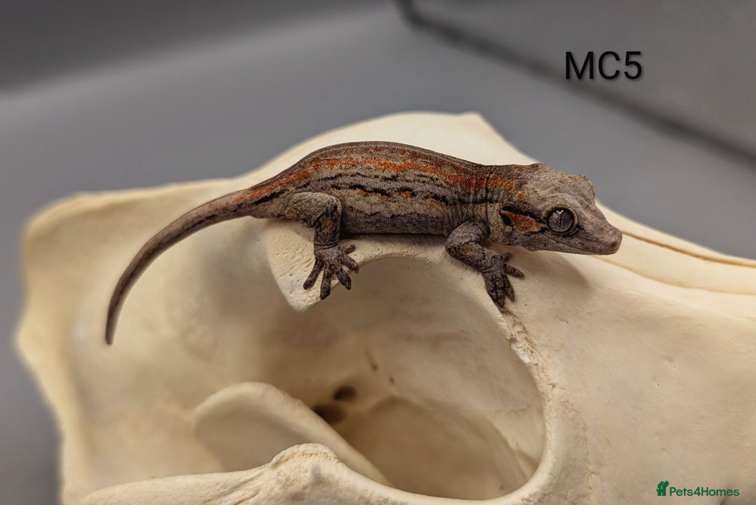 Gecko reptiles for sale: Orange & Red Stripe Gargoyle Gecko  - Image 5