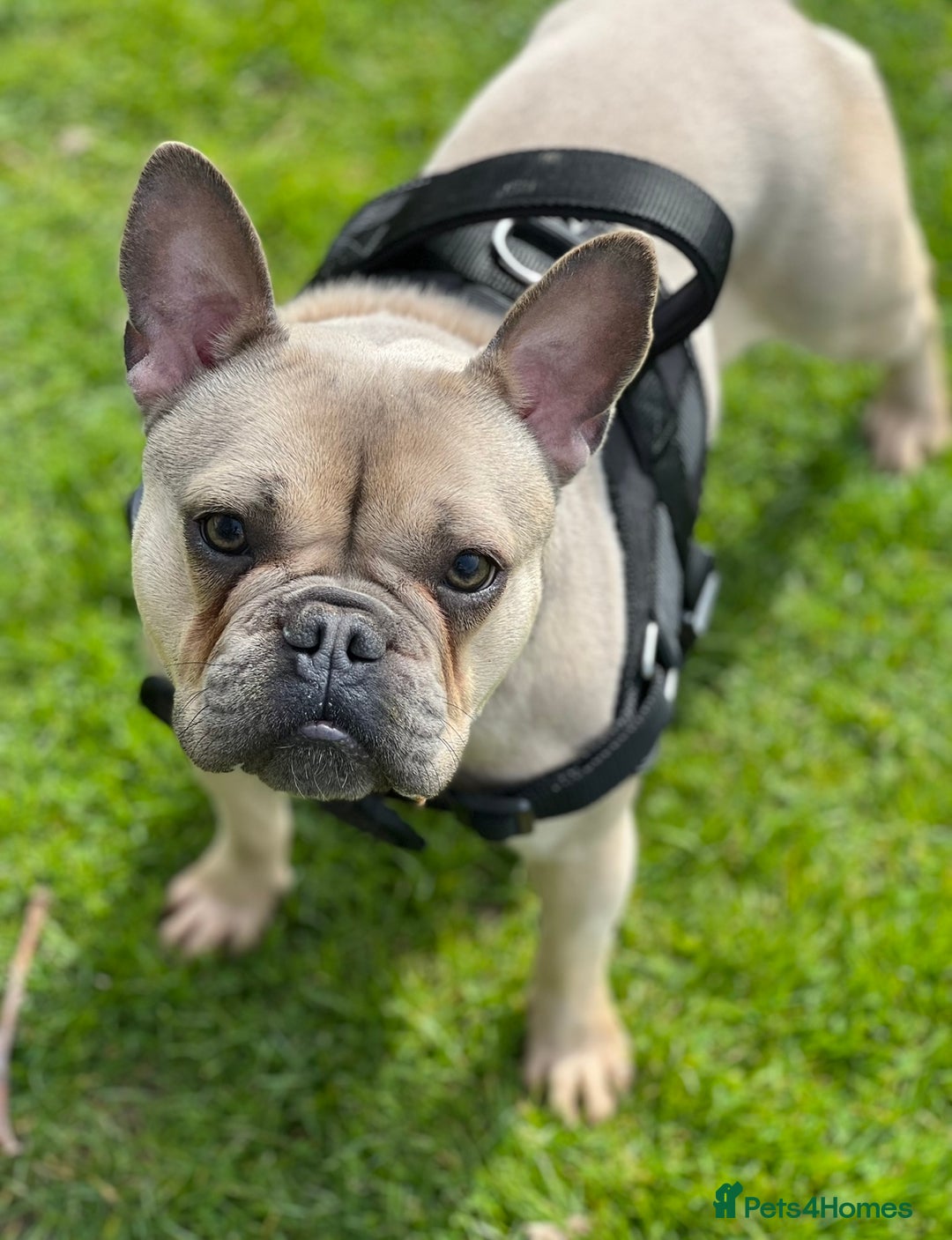 French Bulldog dogs for sale: Frenchie Narla  - Image 4