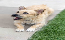 Mixed Breed dogs for adoption: Livvy - Image 20
