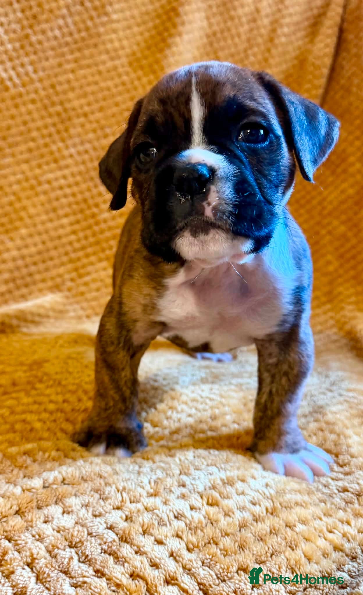 Mixed Breed dogs Boxer x old tyme bulldog  - Advert 5