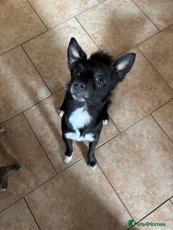 Mixed Breed dogs - Advert 8