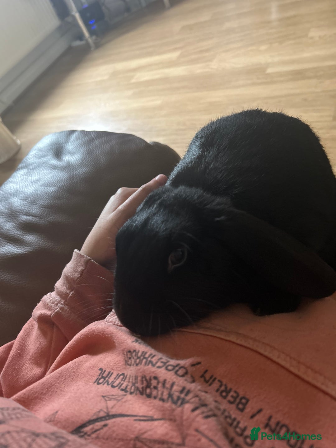 English Lop rabbits for sale: Millie  - Advert 3