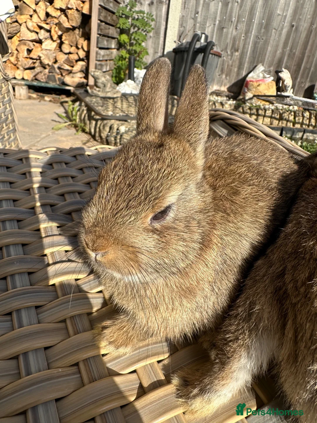 Netherland Dwarf rabbits for sale: 2 Pretty Netherlands dwarf sisters. - Advert 2