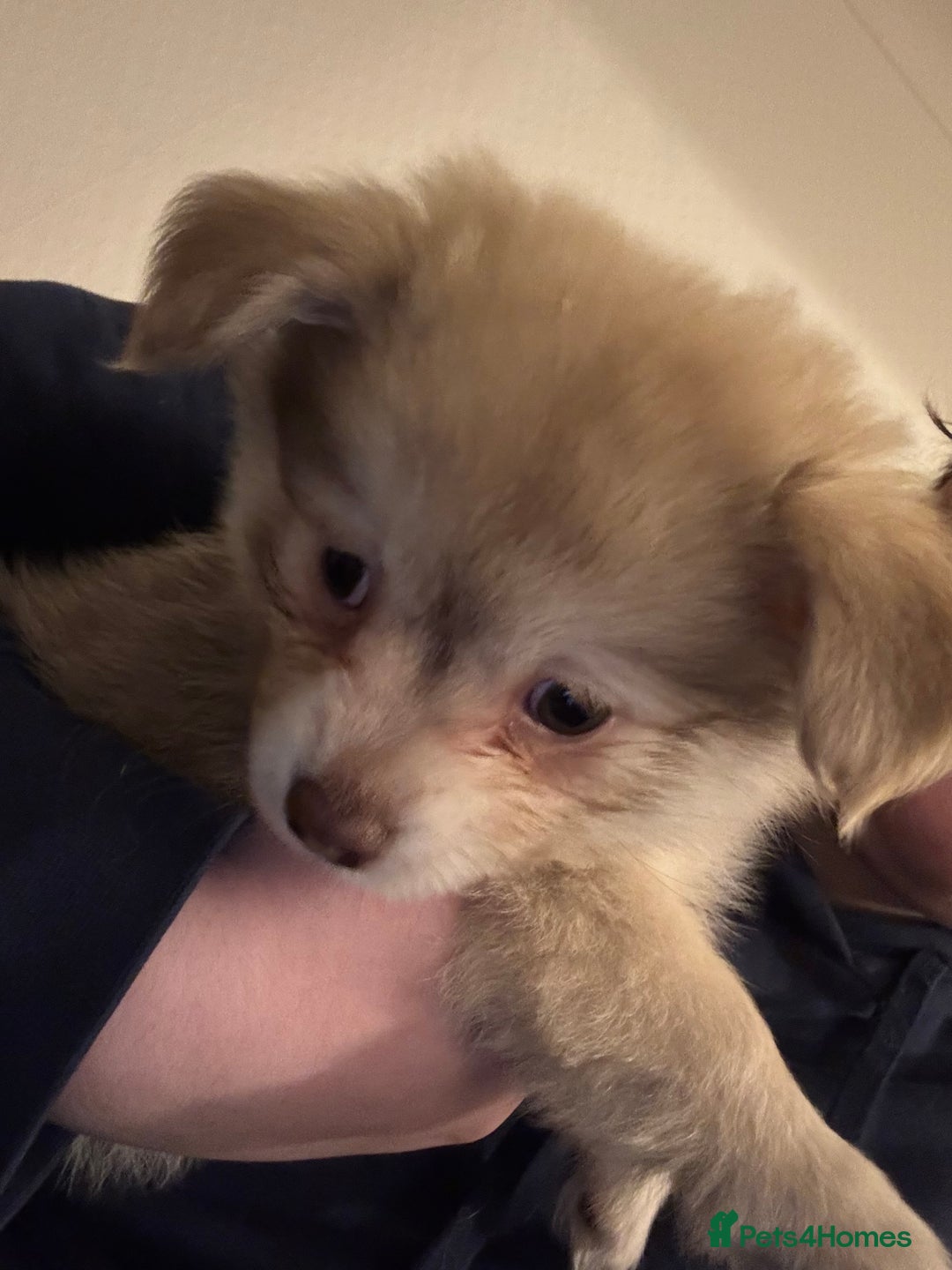 Chihuahua dogs for sale: Only 2 left! Chihuahua x Dachshund Puppies - Advert 6