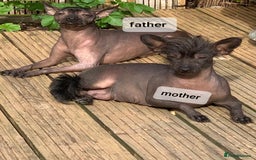 Mexican Hairless dogs for sale: Mexican hairless mini puppies for sale  - Advert 5
