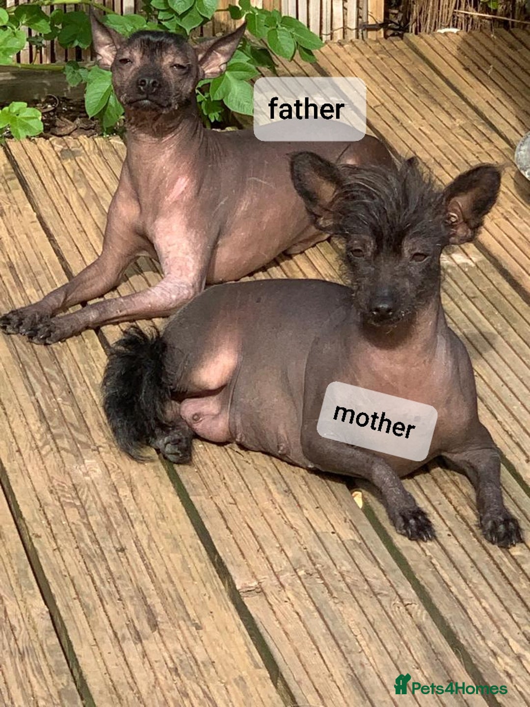 Mexican Hairless dogs for sale: Mexican hairless mini puppies for sale  - Advert 5