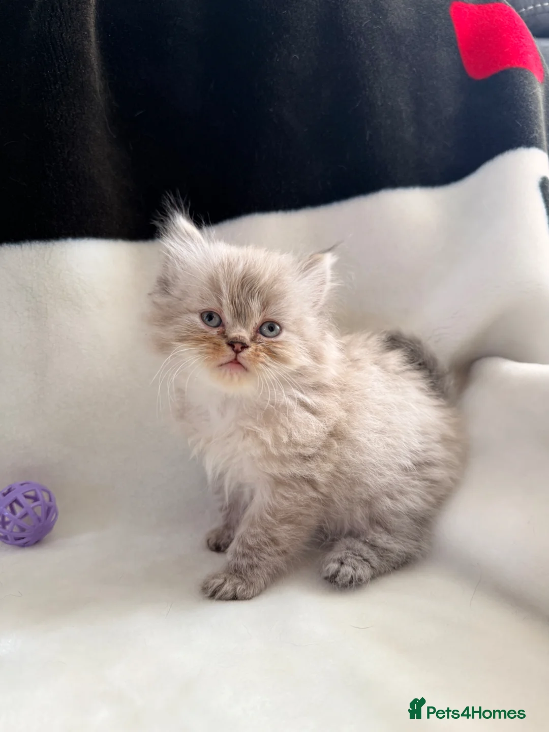 Persian cats for sale: 🐾 Pedigree Persian Kittens Ready to go Home🐾 - Advert 9