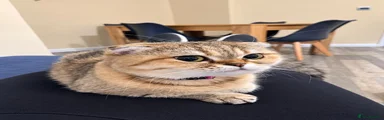 Scottish Fold 1