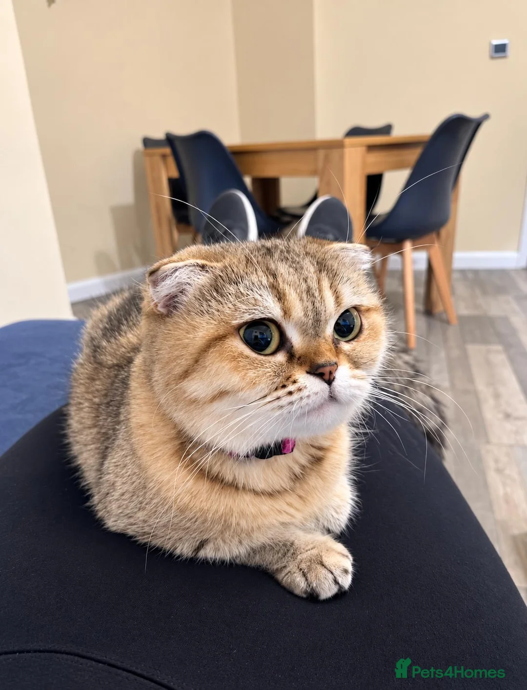 Scottish Fold cats for sale: Tabby Scottish Fold Girl - Forever Home Wanted  - Advert 2