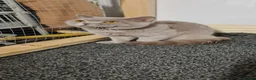 Scottish Fold cats for sale: British Shorthair & Scottish Fold for sale - Advert 7