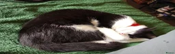 Maine Coon cats for sale: Kittens for adoption! - Advert 3