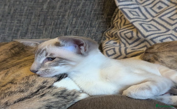 Siamese cats Super friendly boy seeking new slaves - Advert 3