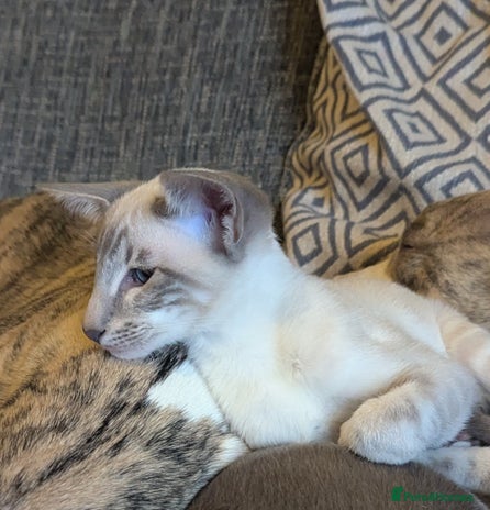 Siamese cats Super friendly boy seeking new slaves - Advert 1