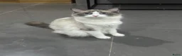 Ragdoll cats for sale: Beautiful ragdoll female  - Advert 7