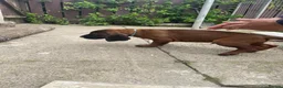 Bavarian Mountain Hound dogs for sale: Bavarian mountain scent hound male puppy’s  - Advert 4