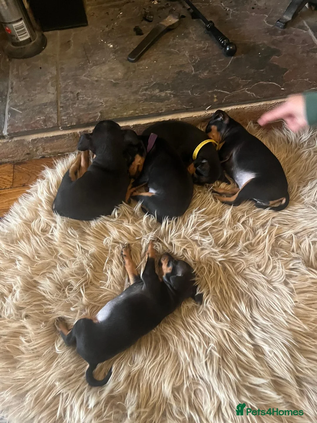 Miniature Pinscher dogs for sale: Miniature pinscher pups - Advert 15