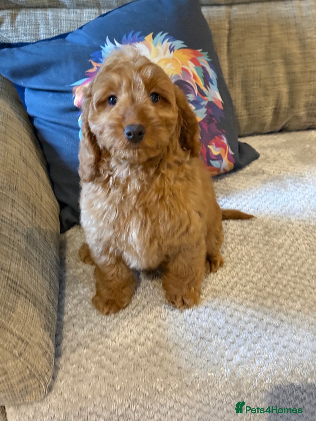 Cockapoo dogs for sale: Stunning Red F1 Cockapoo Girl fully vaccinated  - Advert 2