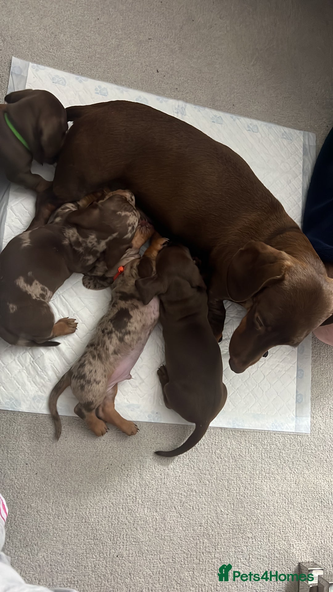 Dachshund dogs for sale: Dachshund puppies x 2 males  - Advert 4