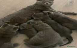 British Shorthair cats for sale: British shorthair kittens  - Image 15