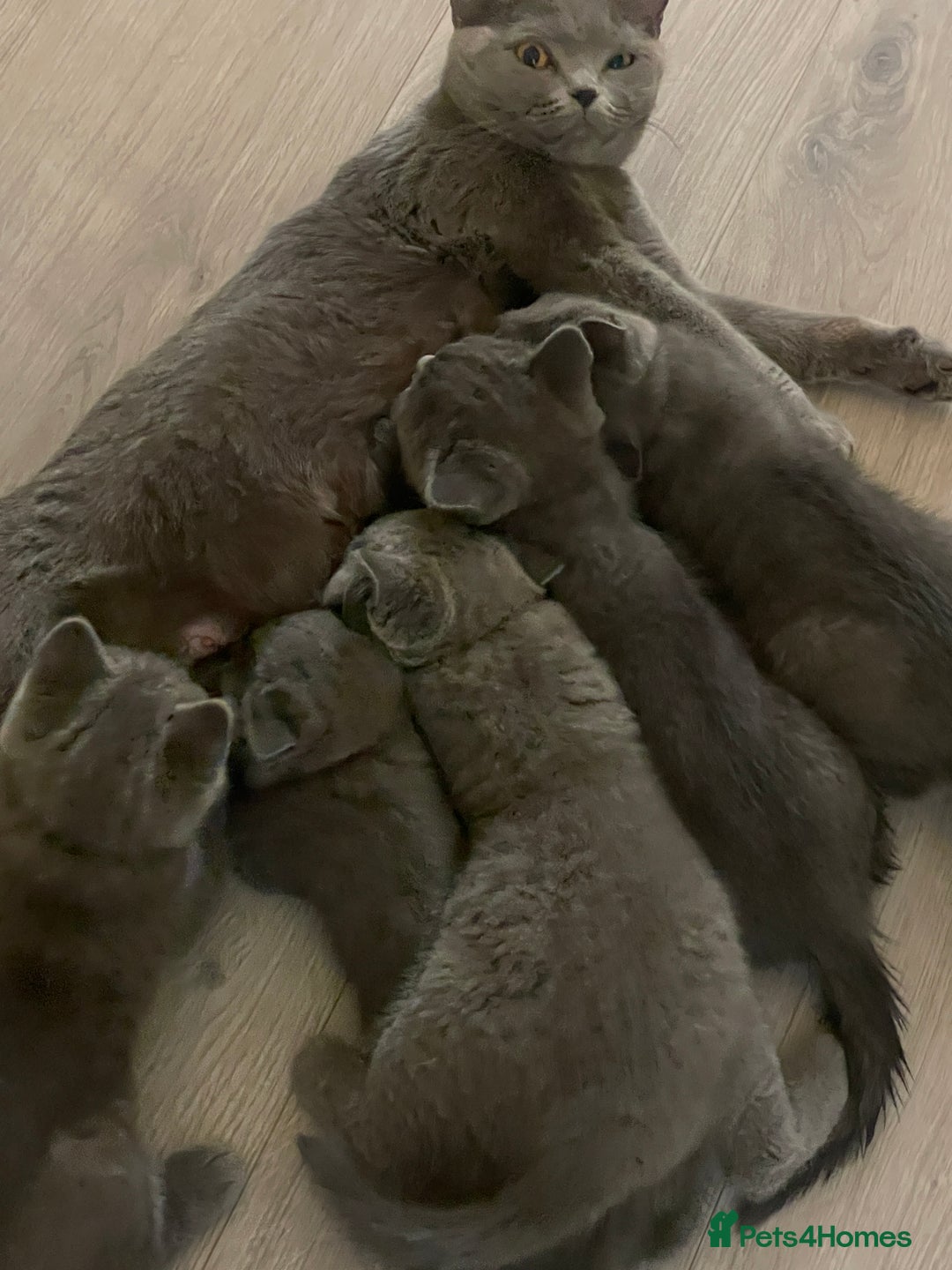 British Shorthair cats for sale: British shorthair kittens  - Image 15