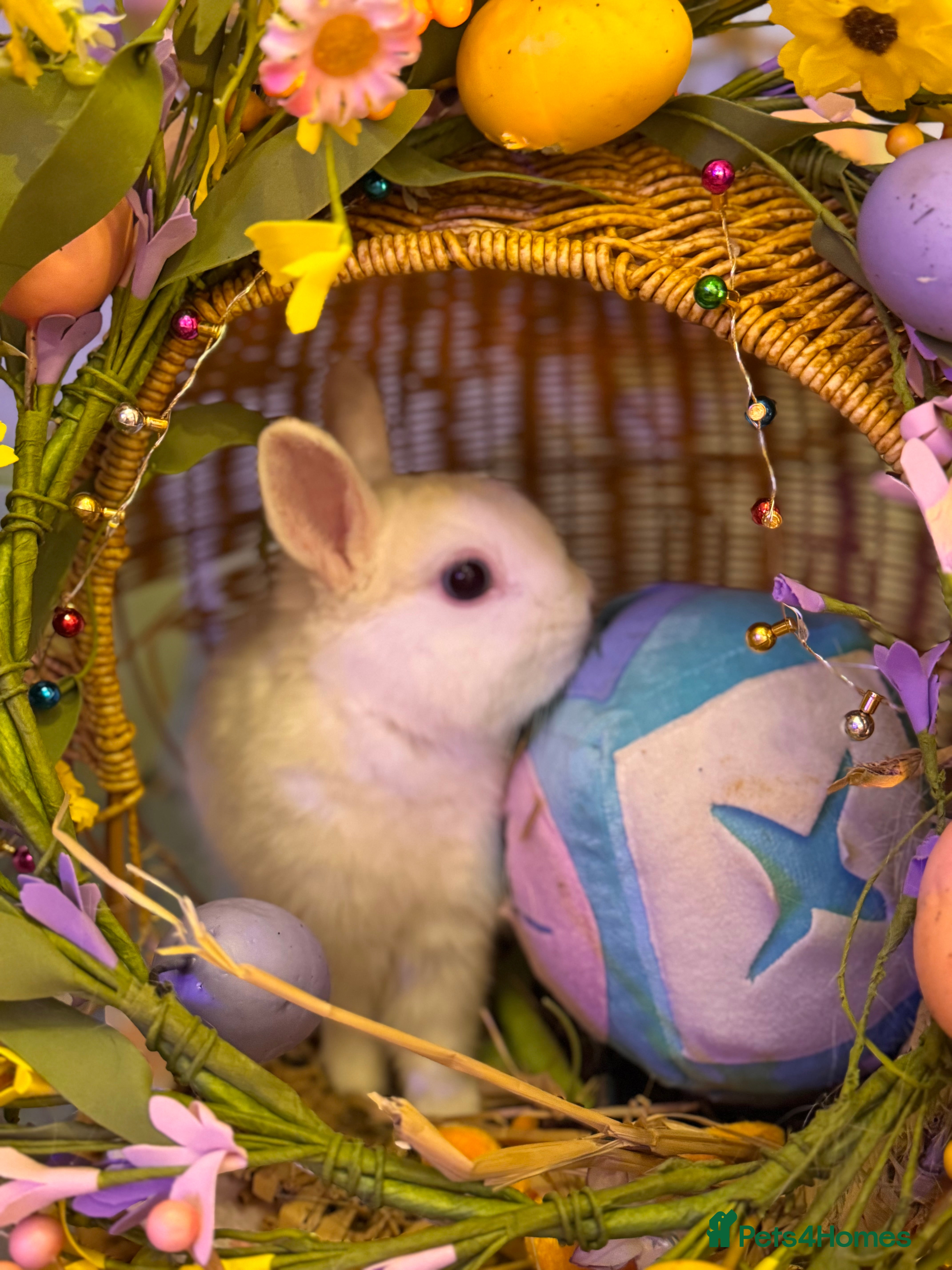 Netherland Dwarf rabbits Urgent rehoming. Young Netherland dwarf+ mini lop - Advert 3