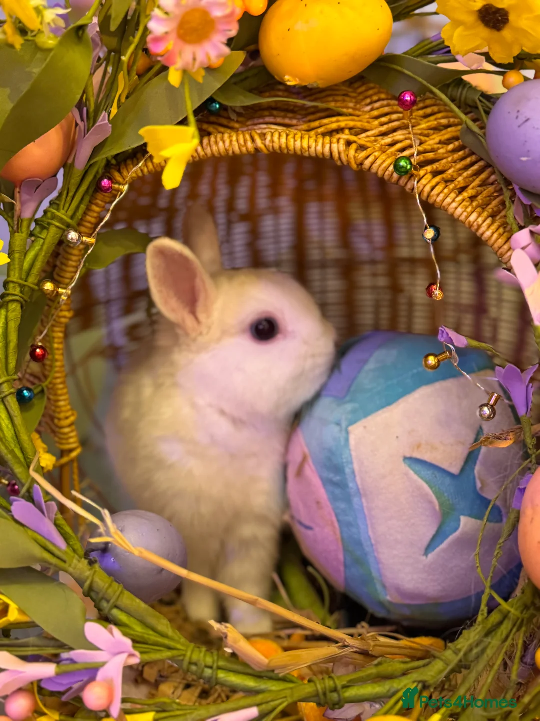 Netherland Dwarf rabbits for sale: Urgent rehoming. Young Netherland dwarf+ mini lop - Advert 1