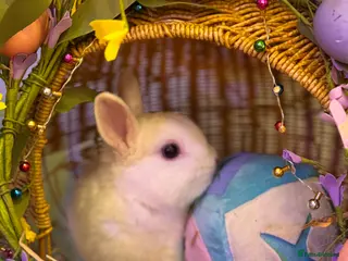 Netherland Dwarf rabbits Urgent rehoming. Young Netherland dwarf+ mini lop - Advert 3