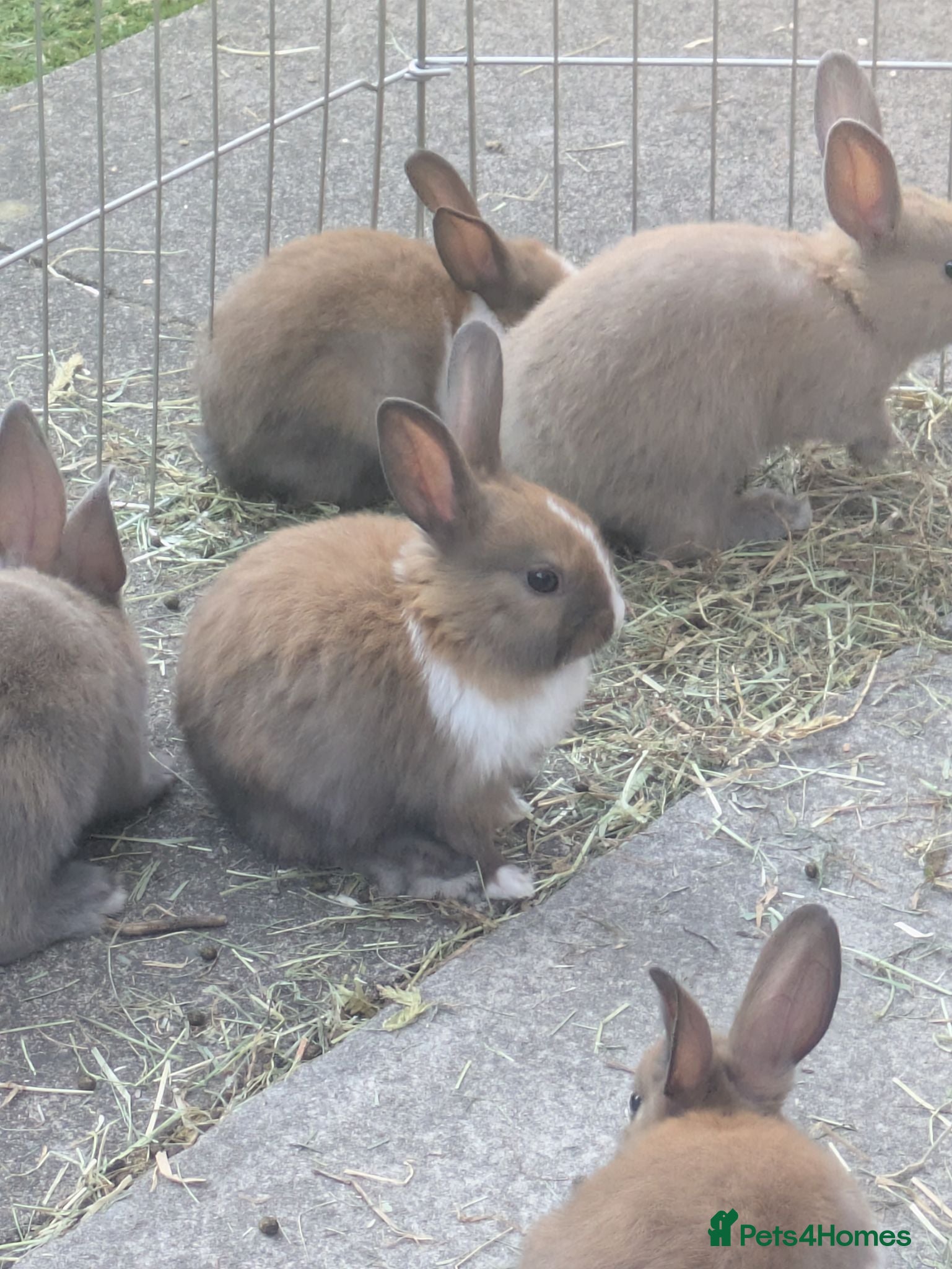 Mixed Breed rabbits Baby Rabbits  - Advert 1