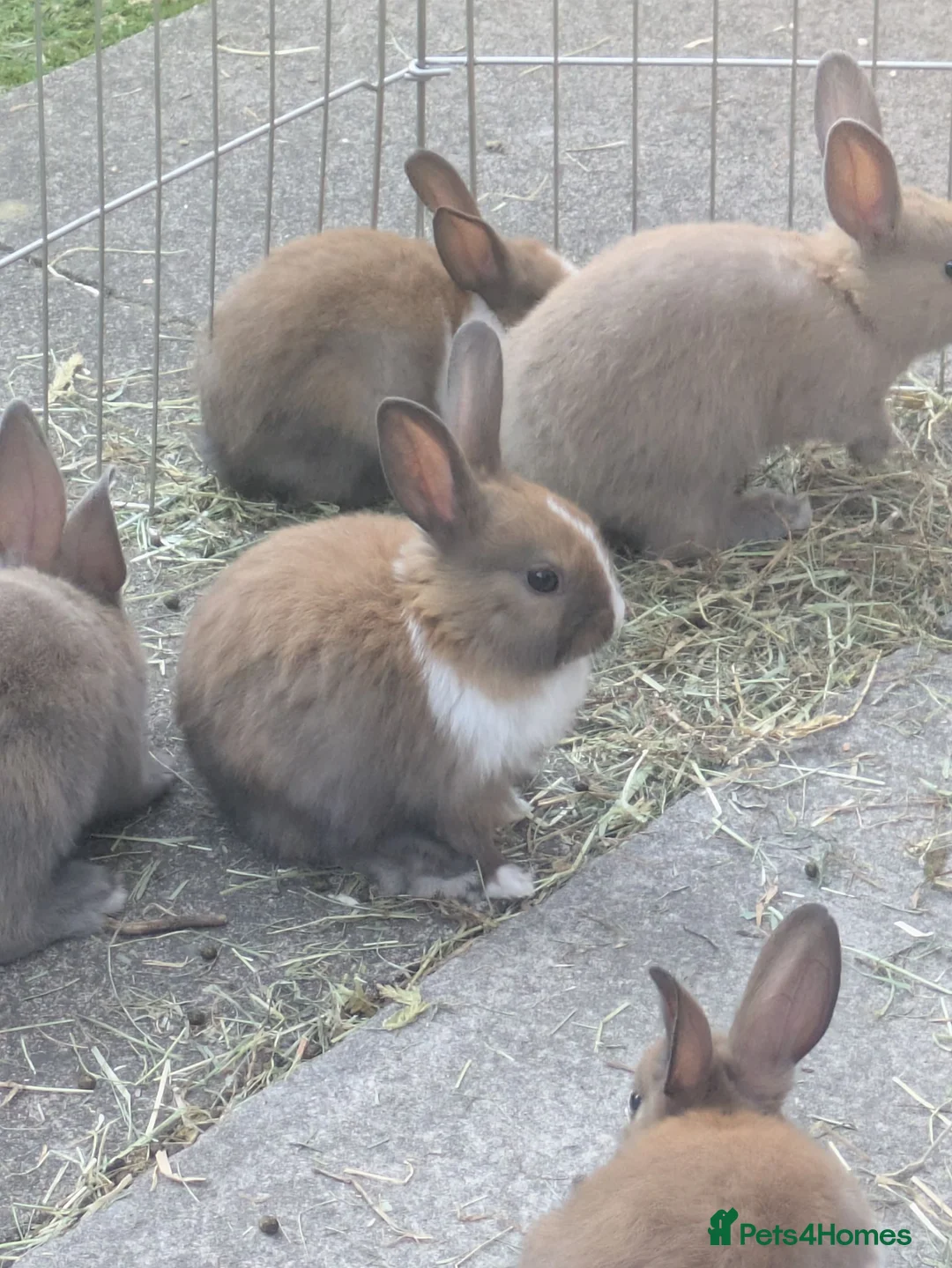 Mixed Breed rabbits for sale: Baby Rabbits  - Advert 1