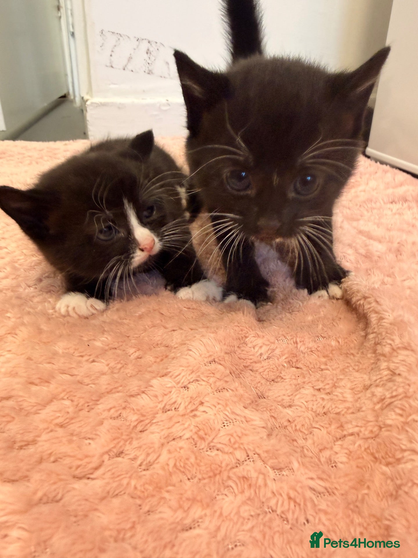 Mixed Breed cats Gorgeous kittens looking for forever family  - Advert 11