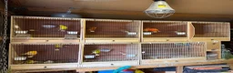 Canaries birds for sale: Canarie & budgies with breeding cages   - Advert 7