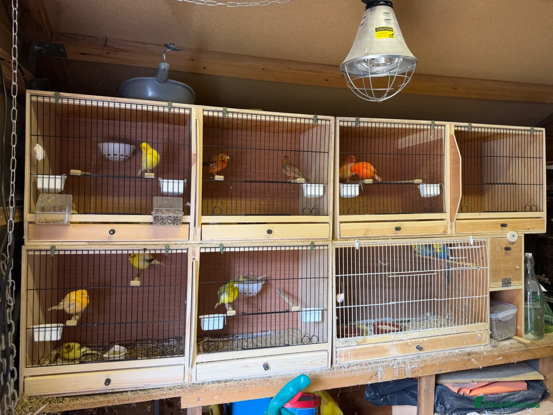 Canaries birds for sale: Canarie & budgies with breeding cages   - Advert 7