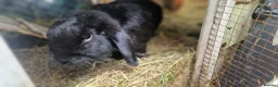 Dwarf Lop rabbits for sale: Adorable, Friendly. Laidback Dwarf Lop Boys 🐰🥰 - Advert 25