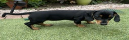 Miniature Dachshund dogs for sale: 2 Smooth Haired Minatare Dachshund Puppy Girls - Advert 10