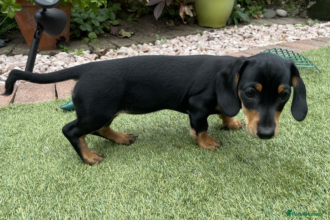 Miniature Dachshund dogs for sale: 2 Smooth Haired Minatare Dachshund Puppy Girls - Advert 10