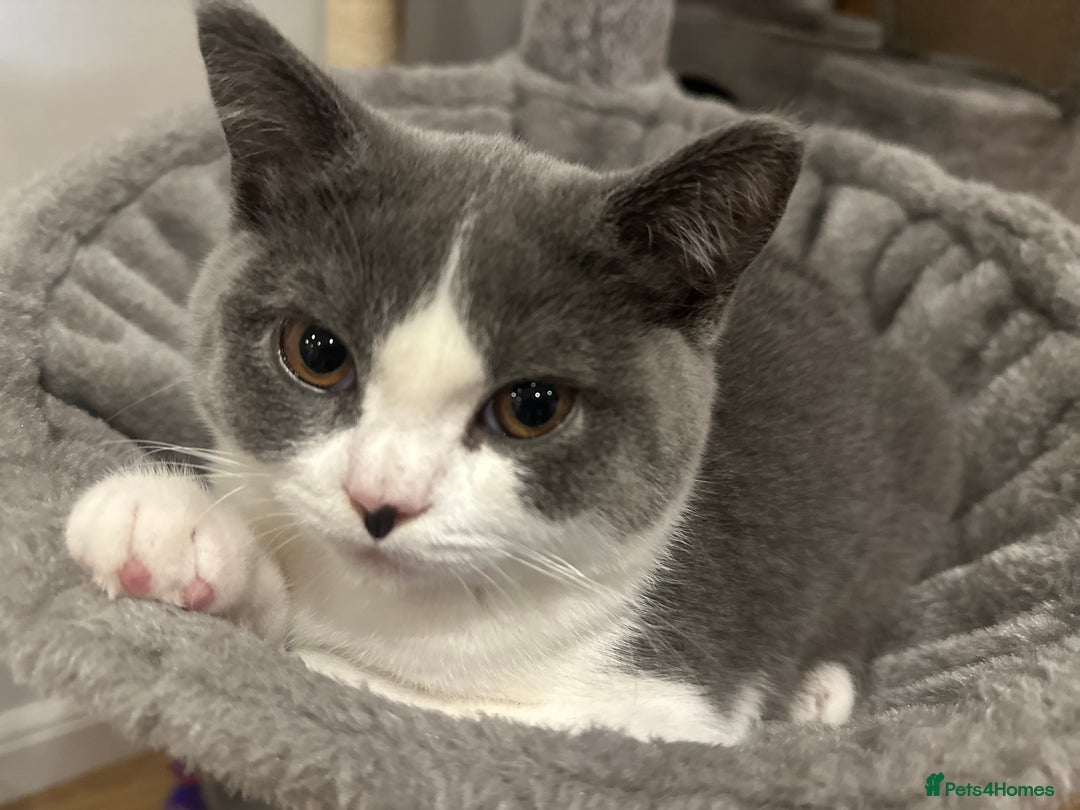 British Shorthair cats for sale: British shorthair blue and white, 4 months old  - Image 18
