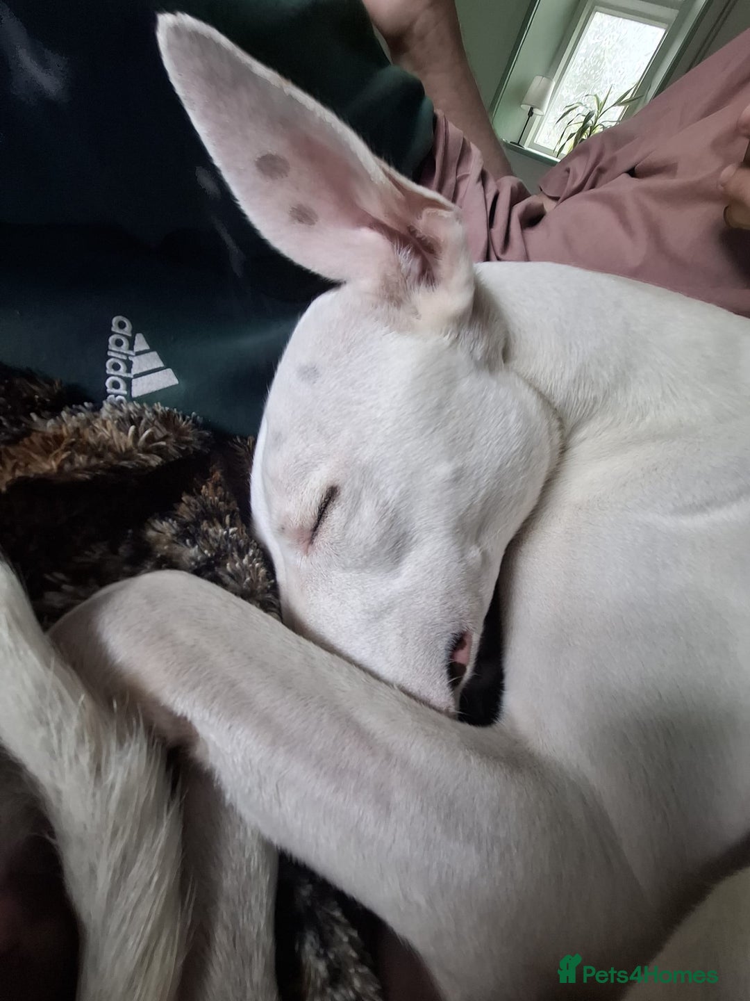 Mixed Breed dogs for sale: bull lurcher  - Image 9