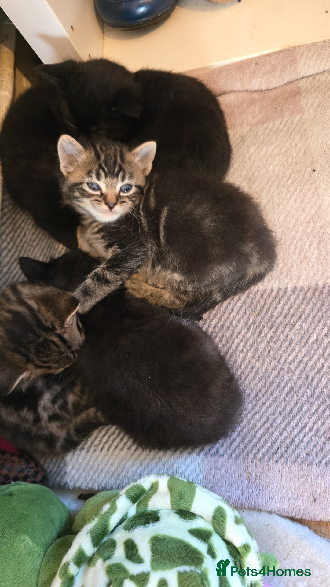 Mixed Breed cats for sale: Kittens  - Advert 1